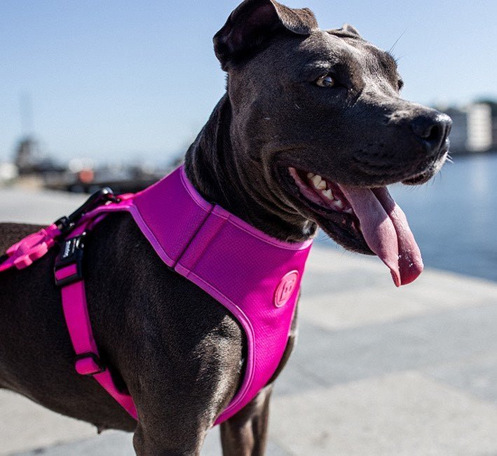 Pink LED | Adjustable Air Mesh Harness - Image 9